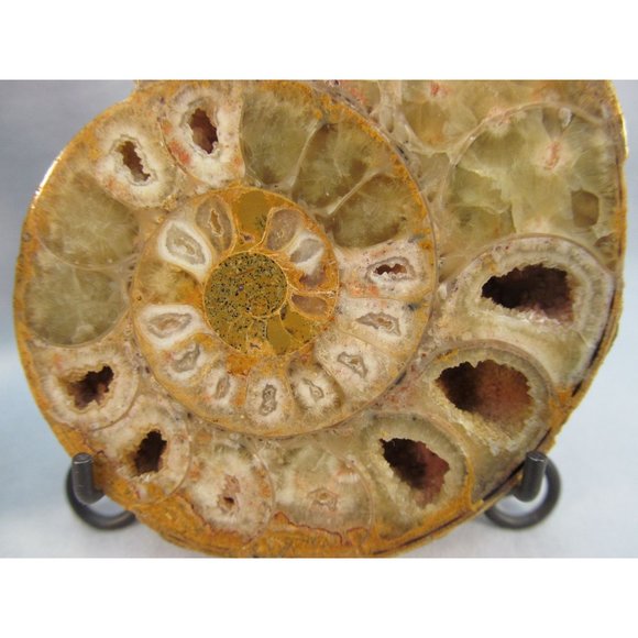 Cut Split Pair Polished Ammonite Fossil Crystal with Stands Small 3" x 2.5" - Picture 8 of 15